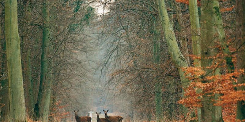 Week End Royal A Compiegne En Picardie 52 Weekends